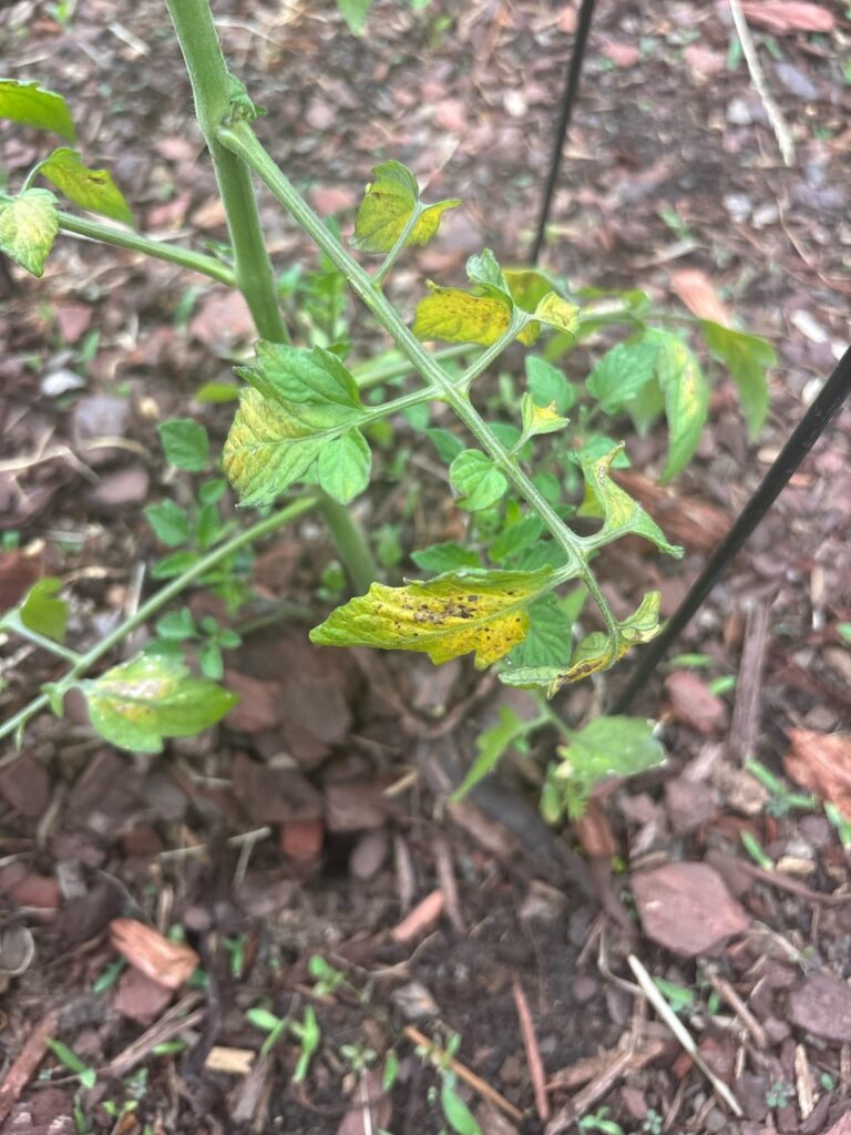 Yellowing on leaves