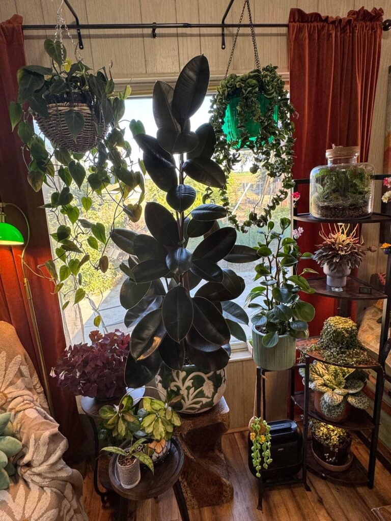 Nice to see the front of my collection!