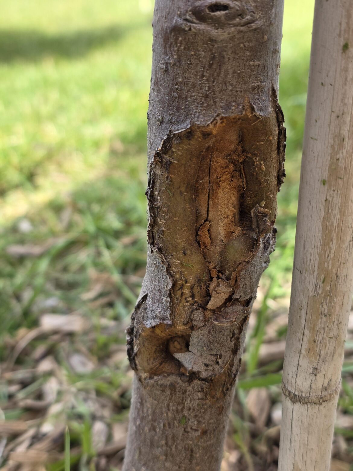 Whats wrong with my apple tree? Whats wrong with my apple tree?