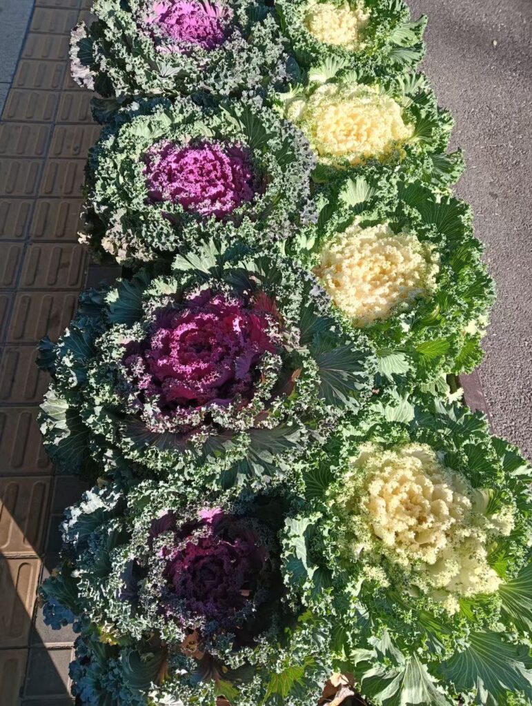 Are these cabbages? why are they different colors