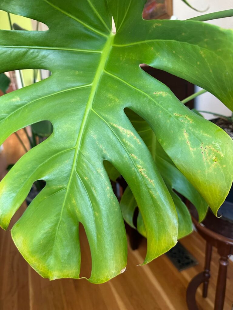 What happened to my monstera :(