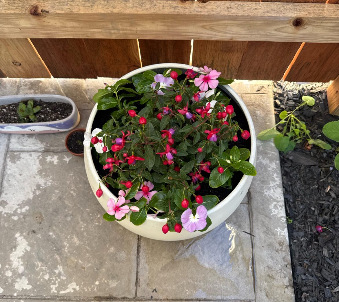 Are fuchsia and periwinkle (vinca) okay potted together? Are fuchsia and periwinkle (vinca) okay potted together?