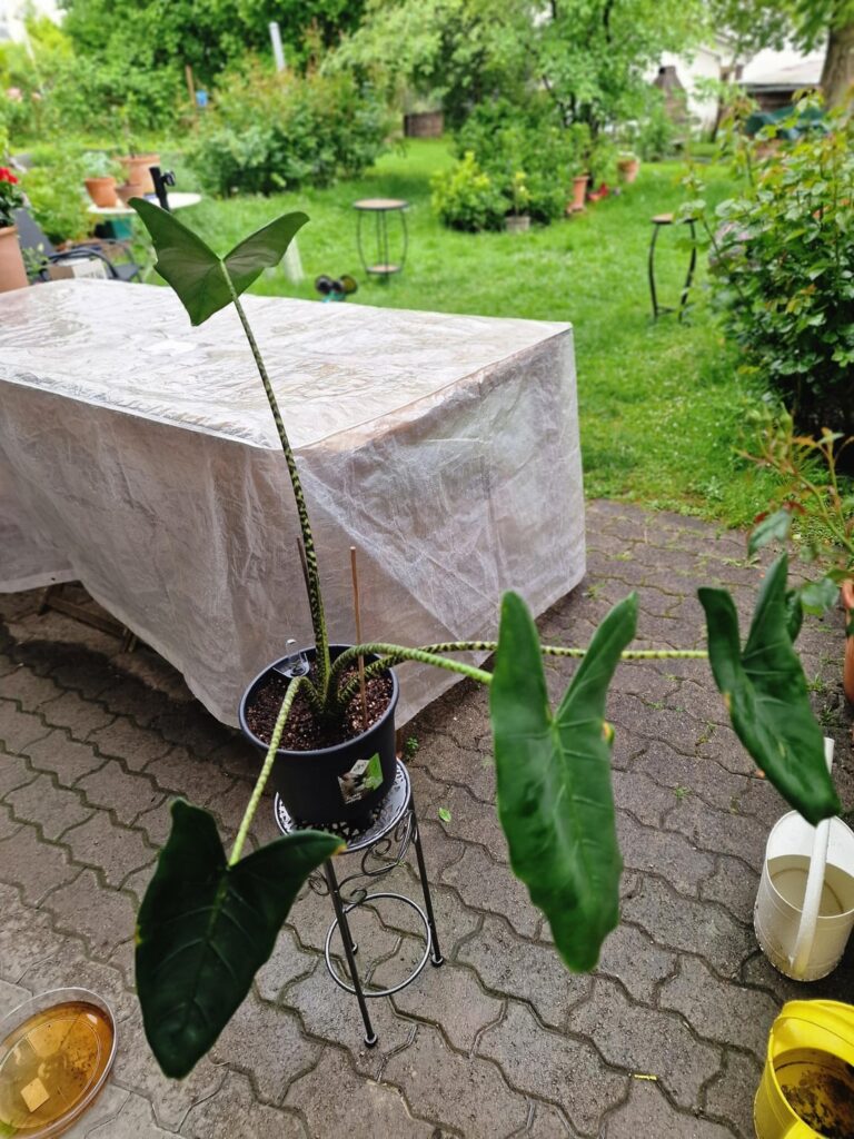Help also with this Alocasia Zebrina!? Help also with this Alocasia Zebrina!?
