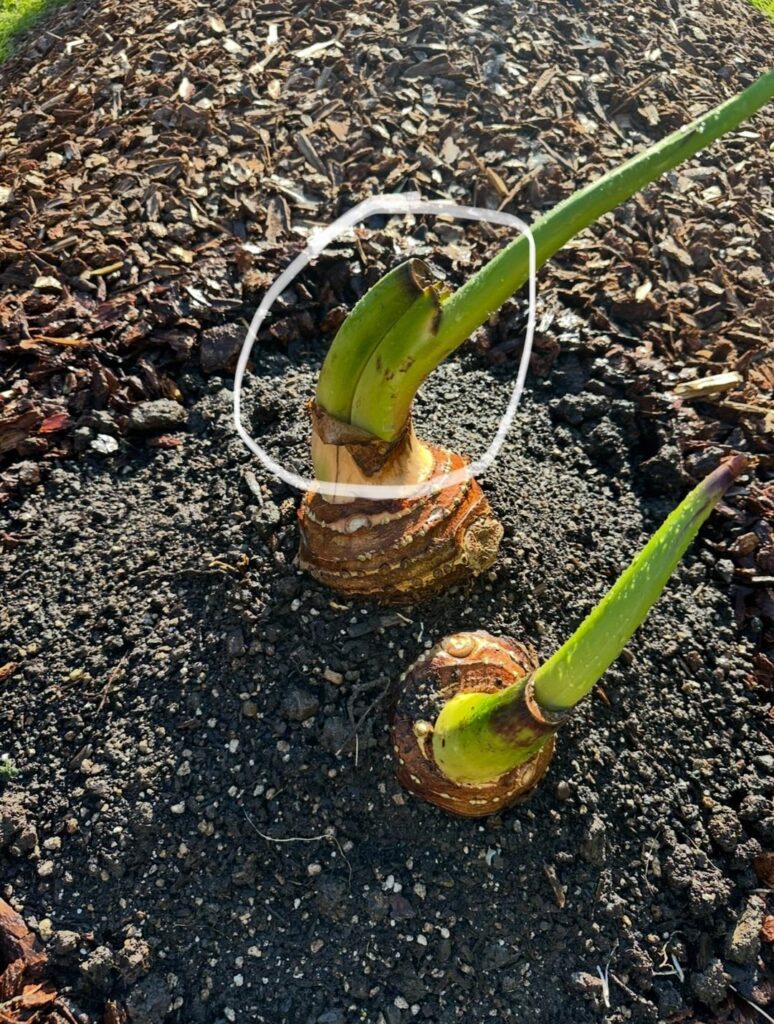 Elephant ear, 2 spears coming from the same growth point Elephant ear, 2 spears coming from the same growth point