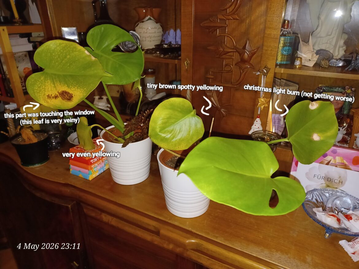 Every leaf seems lije it has a different sort of damage.. Every leaf seems lije it has a different sort of damage..
