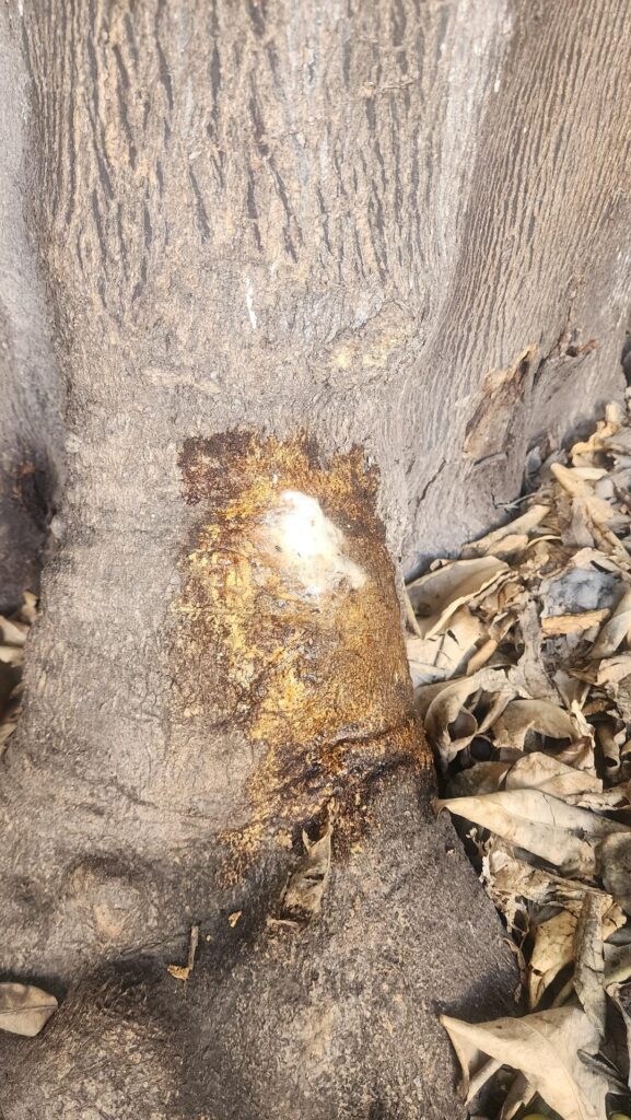 Any idea as to what this is? It keeps coming back
