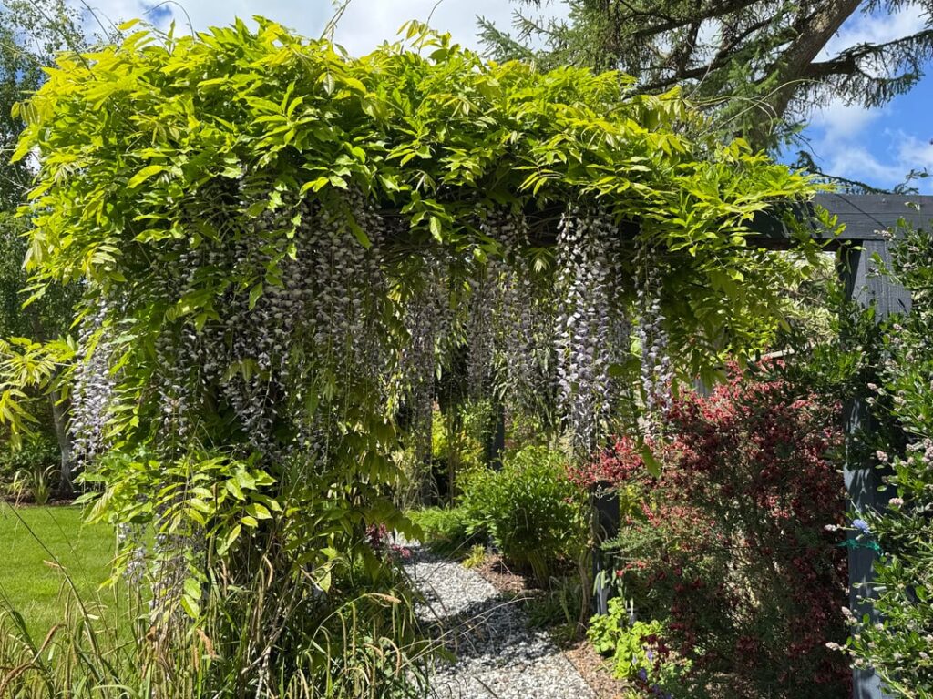 Adding to the wisteria pile!