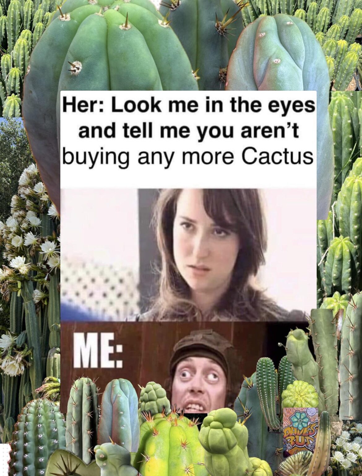 No more cactus …..