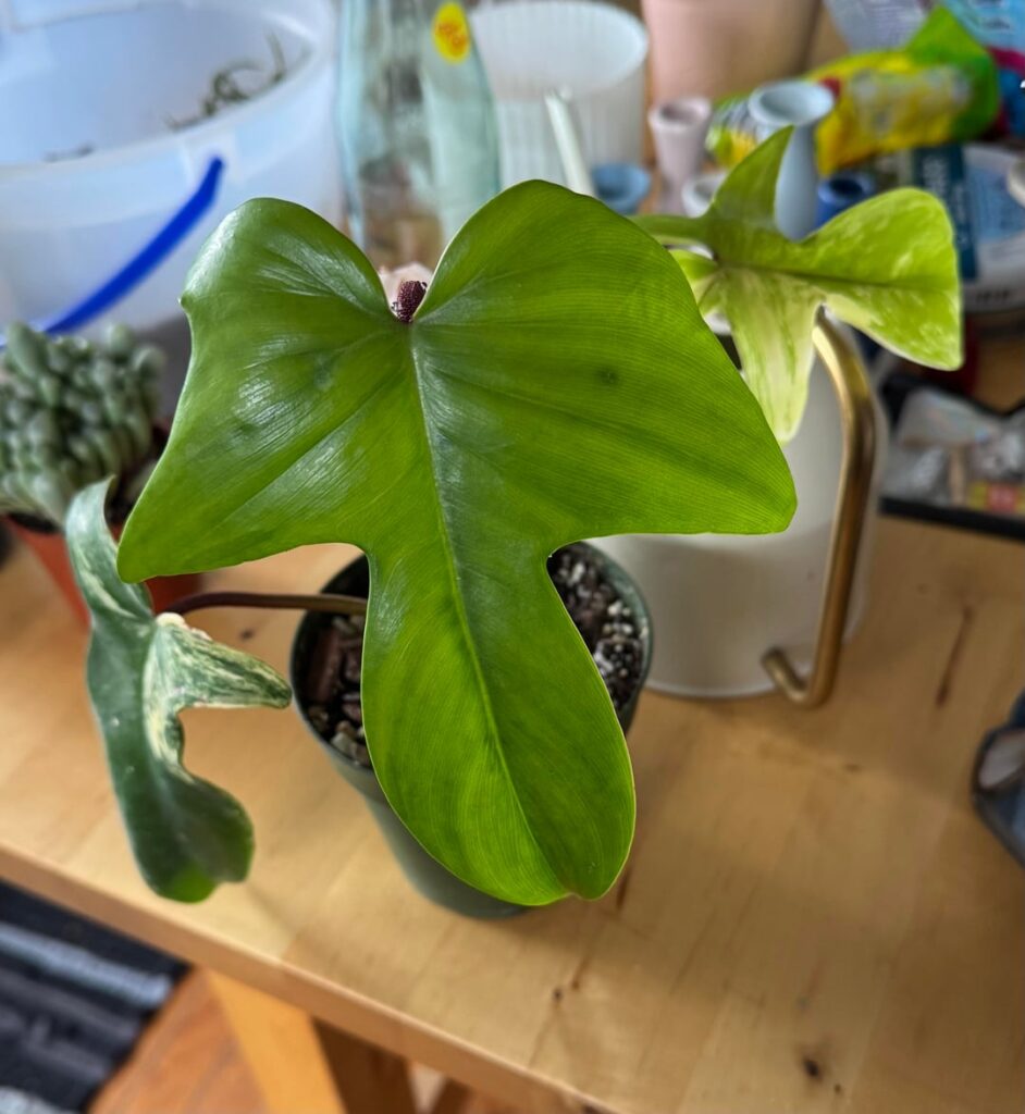 New beauty!!