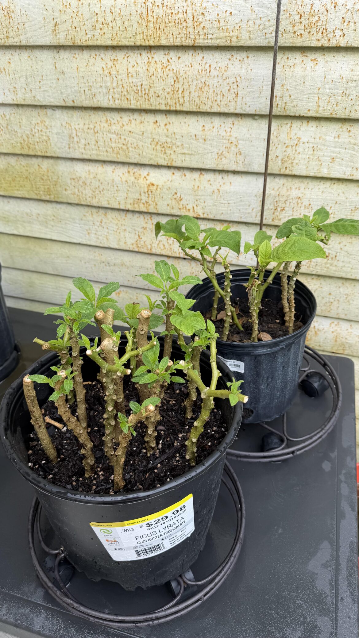 Placed about 25 angel trumpet cuttings into soil a few weeks back and all have rooted successfully! But now I fear I made a monumental mistake by putting them all in two pots so close together. Placed about 25 angel trumpet cuttings into soil a few weeks back and all have rooted successfully! But now I fear I made a monumental mistake by putting them all in two pots so close together.