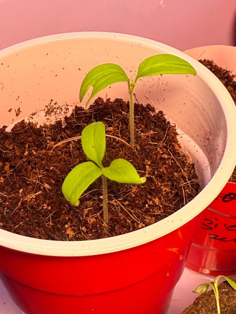 Seedling is starting to curl. Not sure what I’m doing wrong