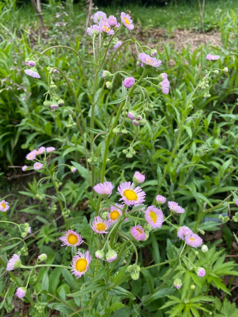 Over 100 species on less than 1/10th of an acre Over 100 species on less than 1/10th of an acre