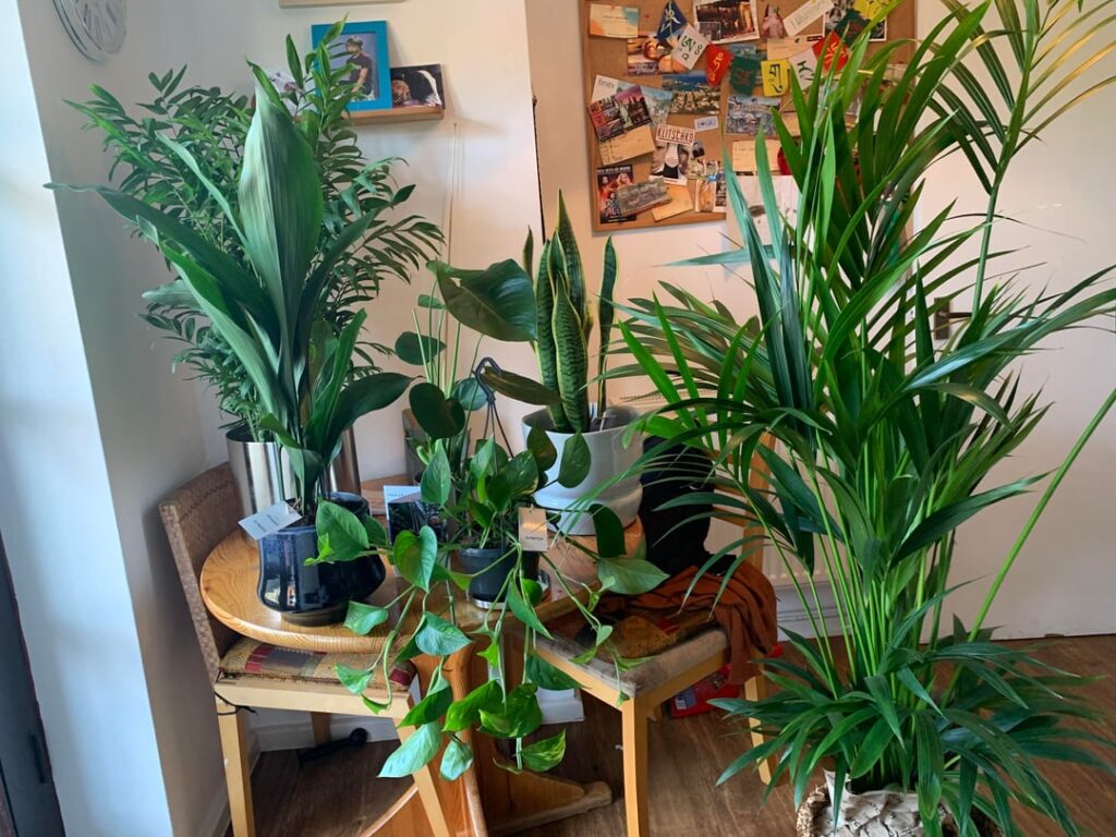 Have won all those plants!