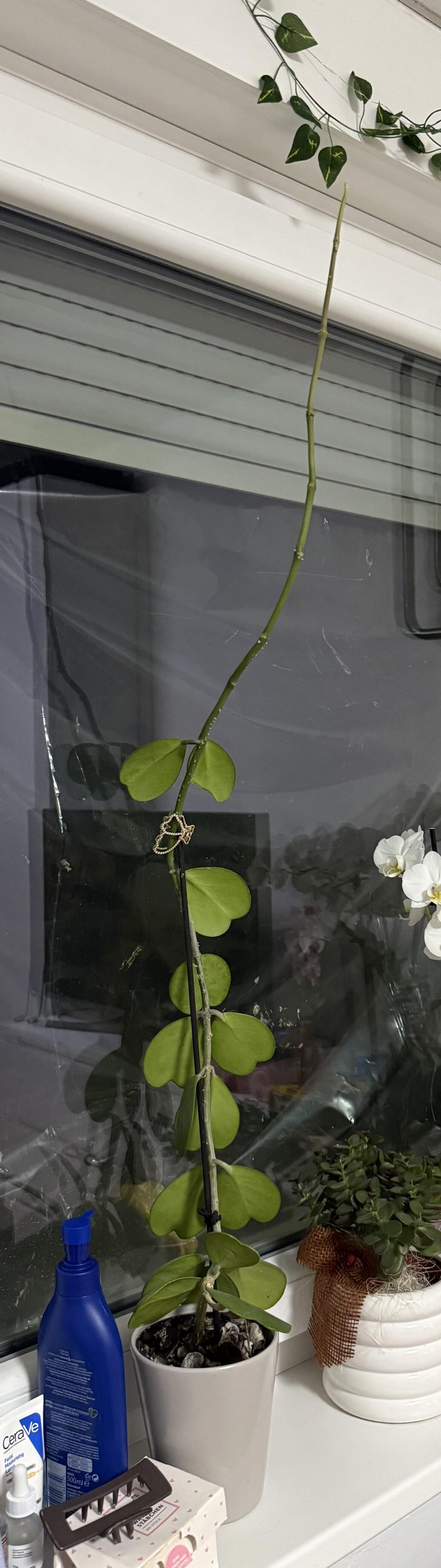 Why is my hoya not growing leaves