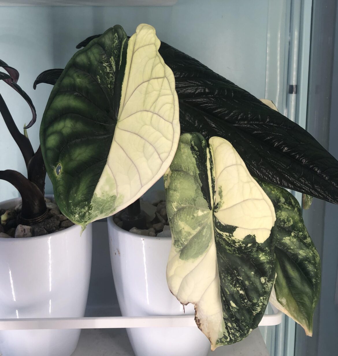 Latest Leafs on my Dragon Scale Variegata