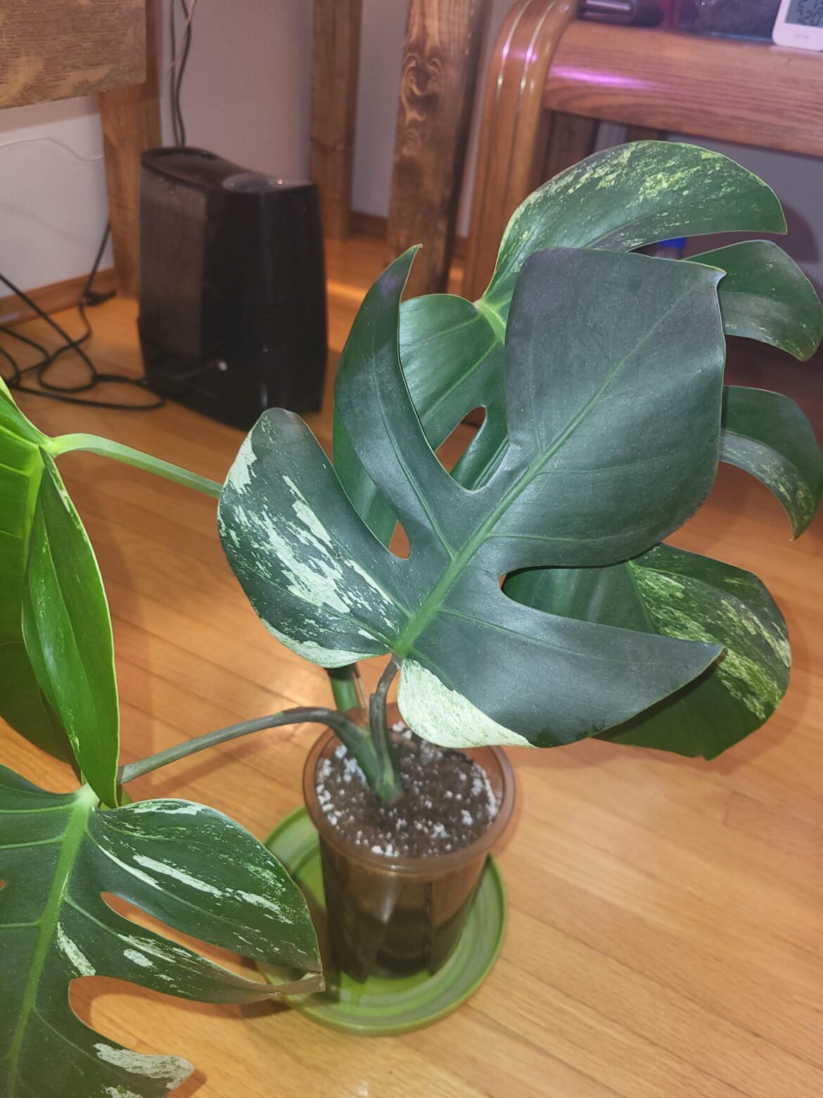 Just got myself a jungle mint!