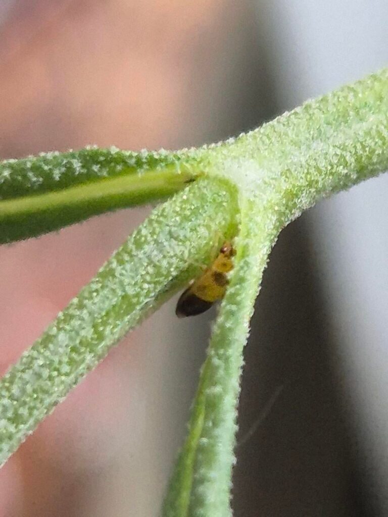 What are those bugs on my lavender? What are those bugs on my lavender?