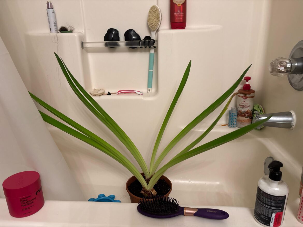 Found plant by dumpster