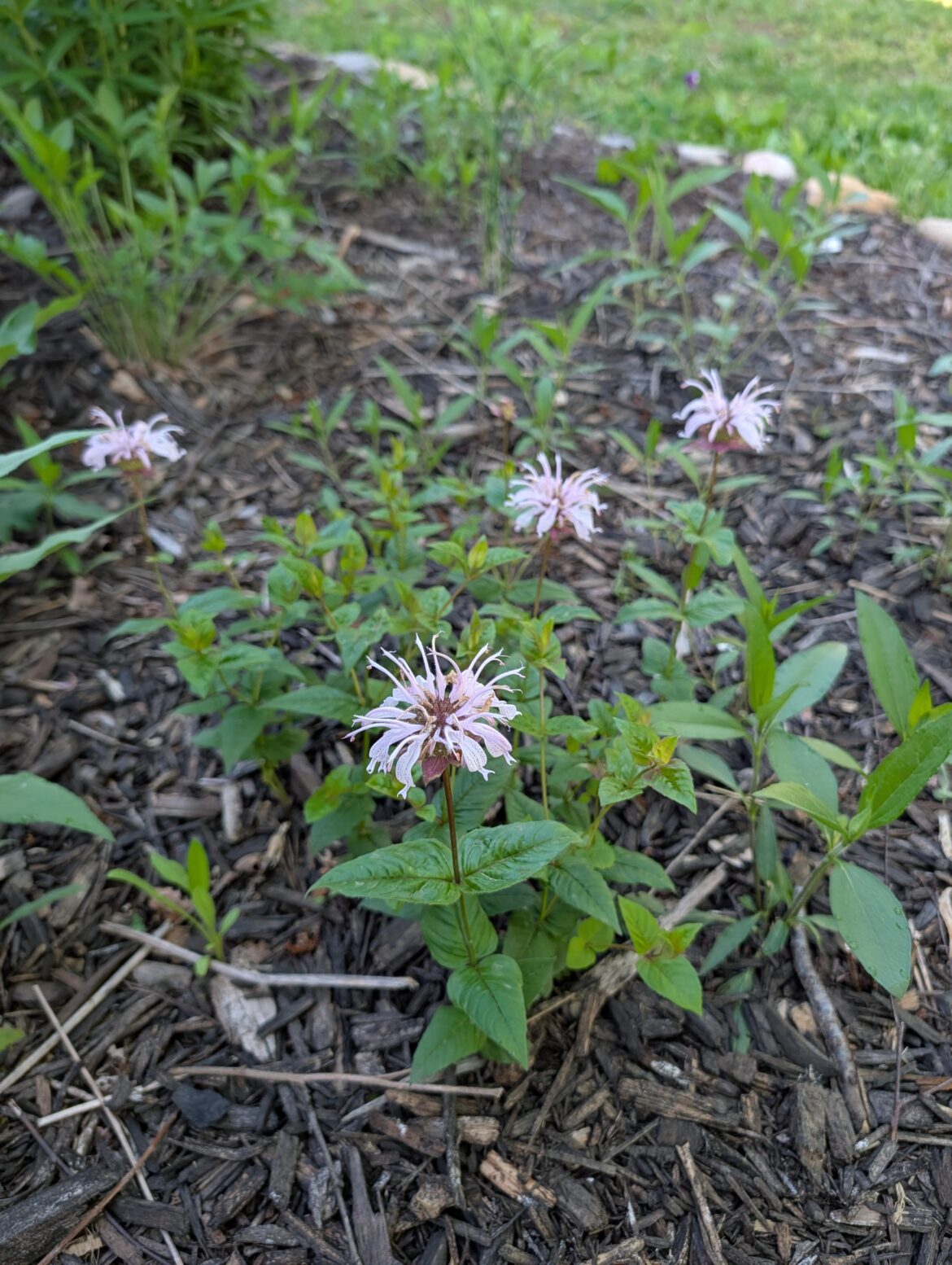 Petite bee balm