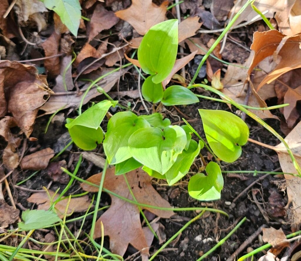 Celebrating my first native plants surviving the winter!
