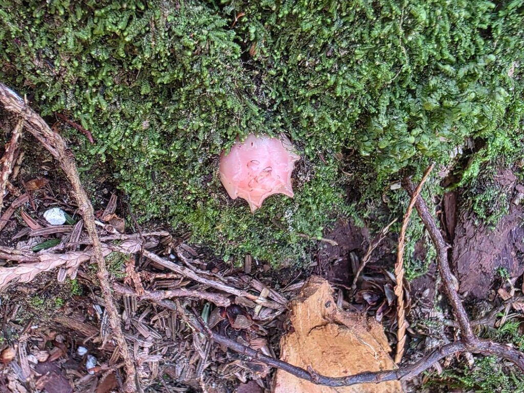 What is this plant(or fungus or bug eggs)?