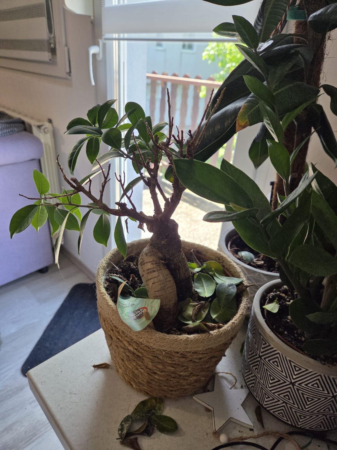 I need help! What’s happening to my plant?? I need help! What's happening to my plant??