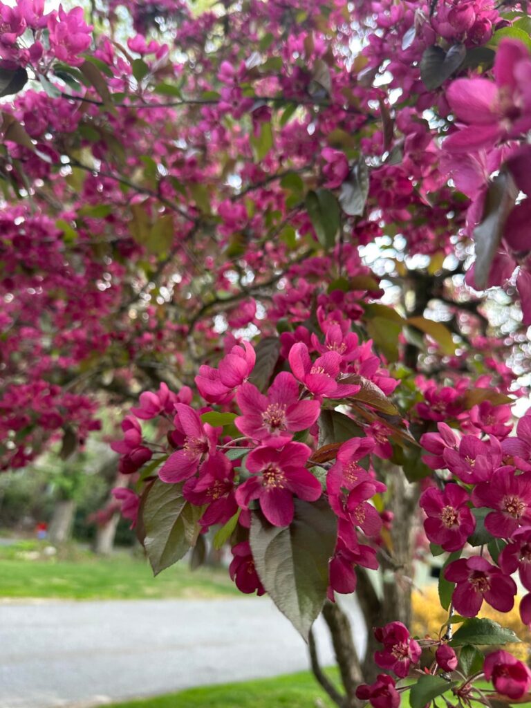 What’s this tree?