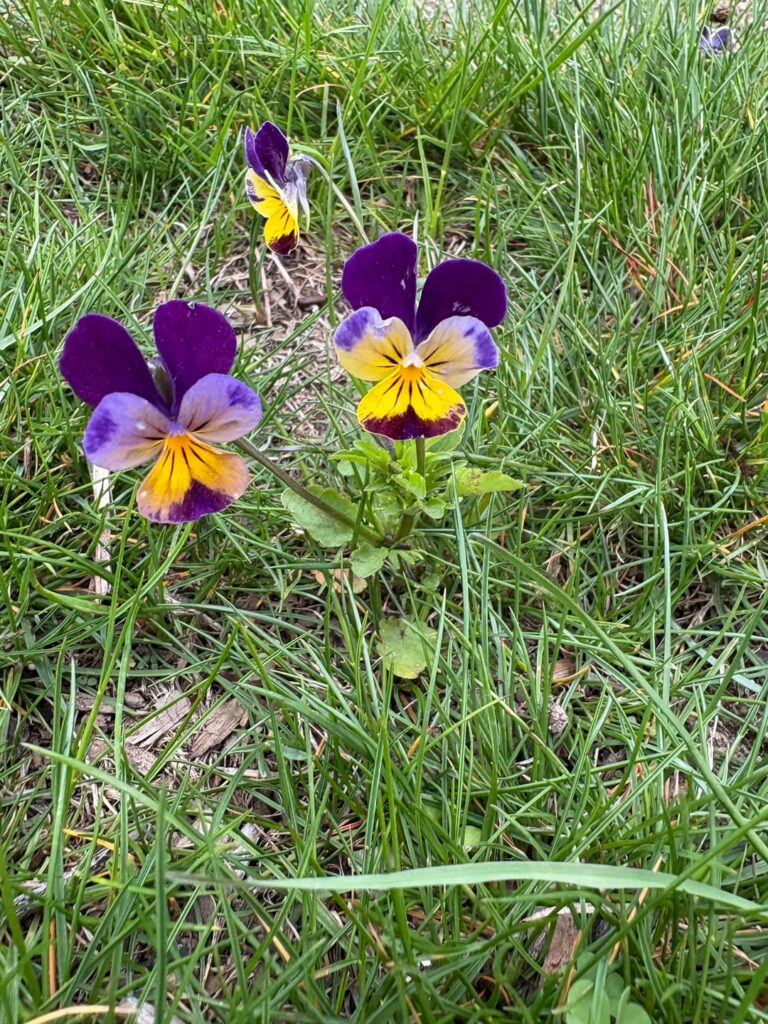 This are popping up all over my yard and flower bed, New England area