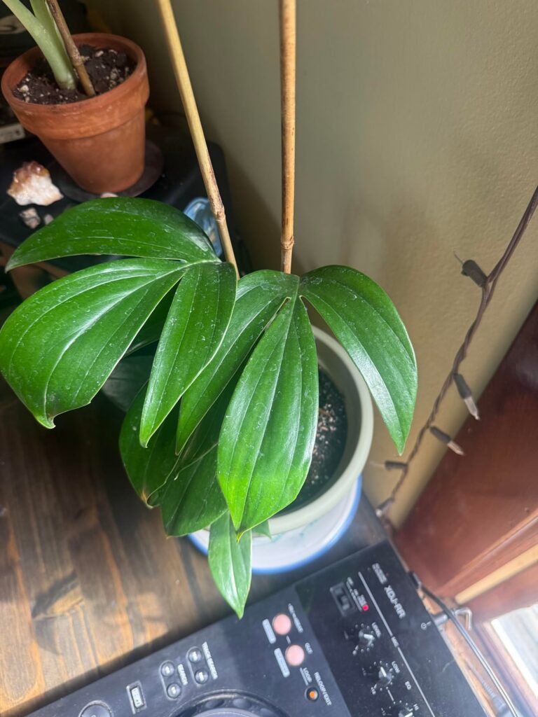 Hi! Can you help me ID this baby?