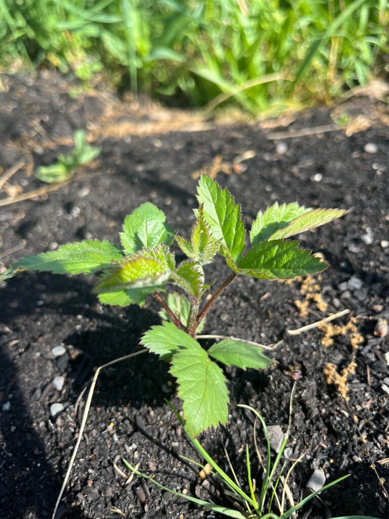 What is this in new asparagus bed? What is this in new asparagus bed?