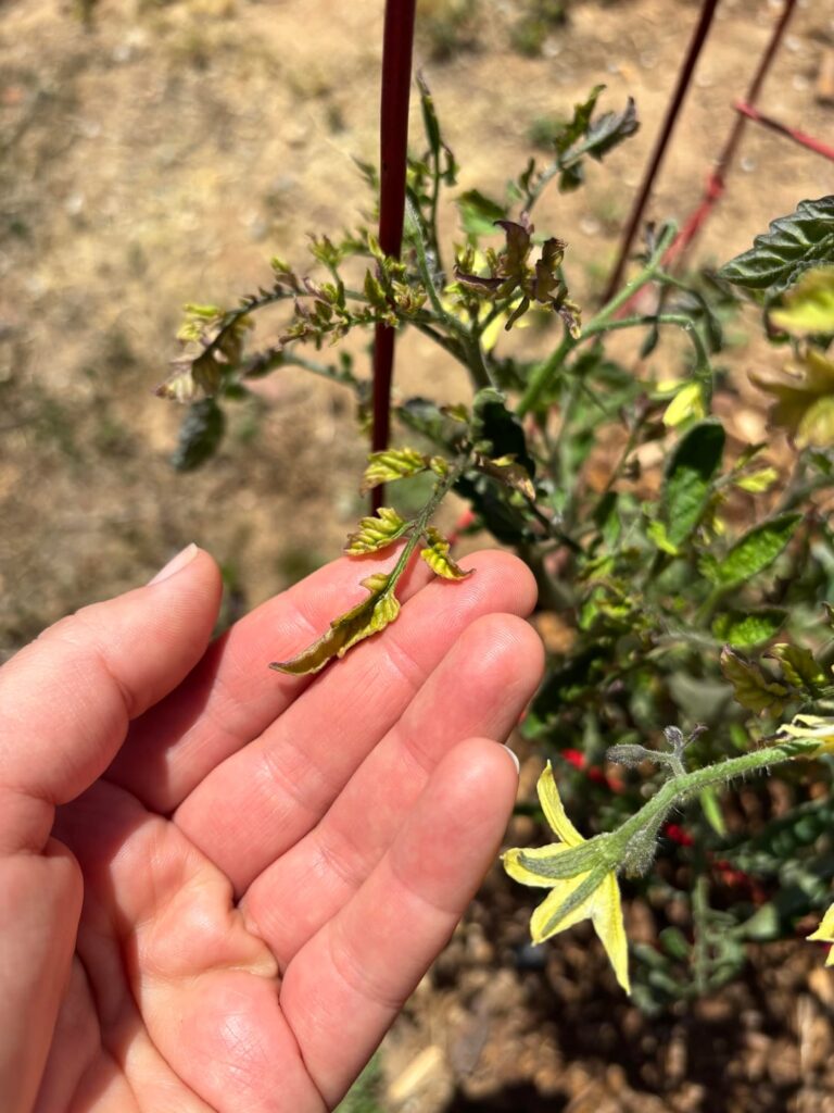 What does this tomato need? New growth yellow and stunted.