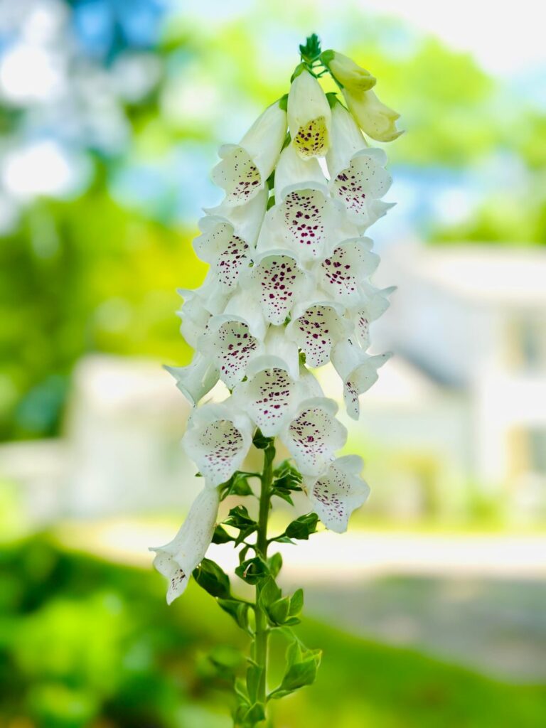 Our Foxgloves. AR zone 8a.