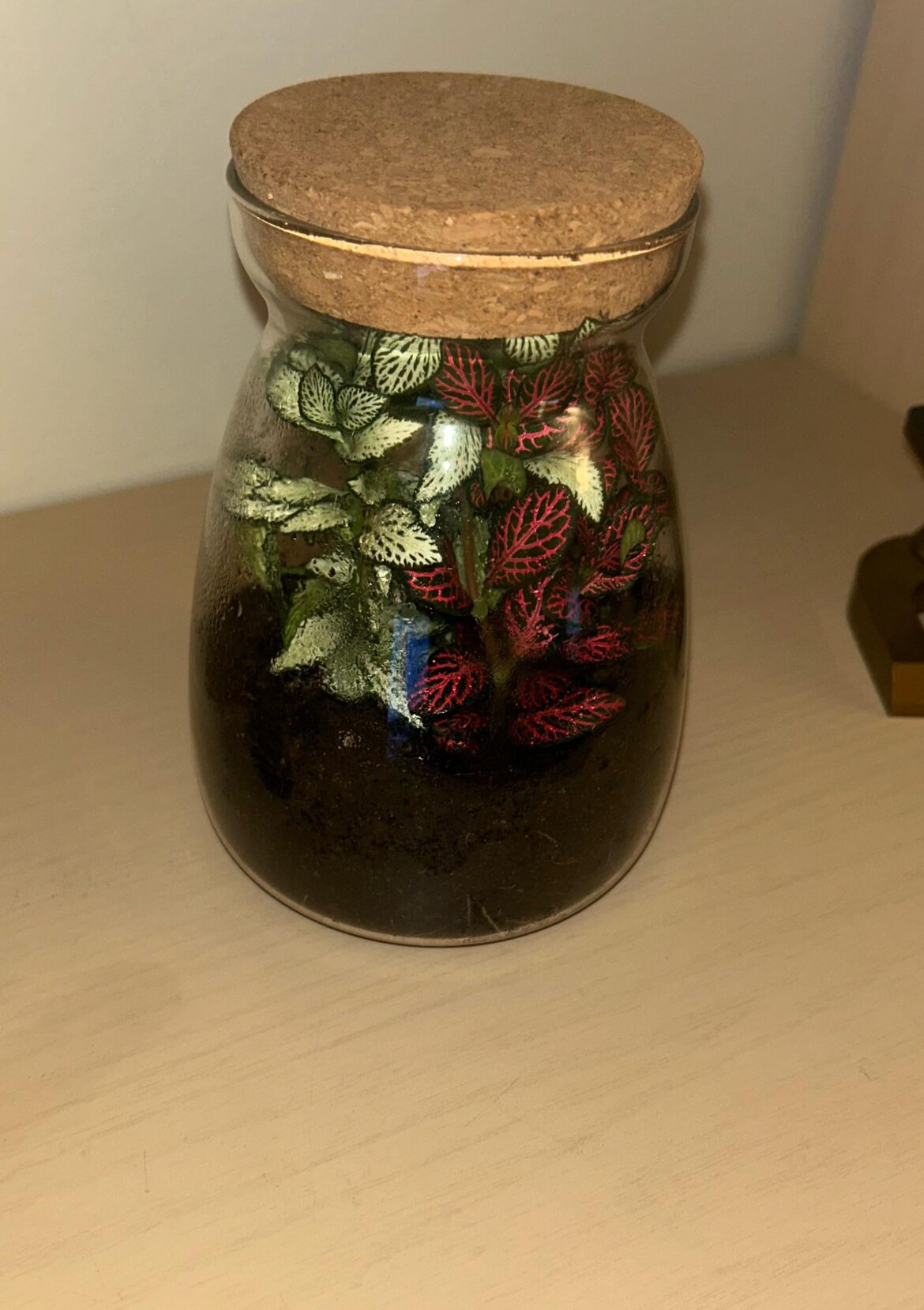 Do I need to trim my Nerve Plant? Do I need to trim my Nerve Plant?