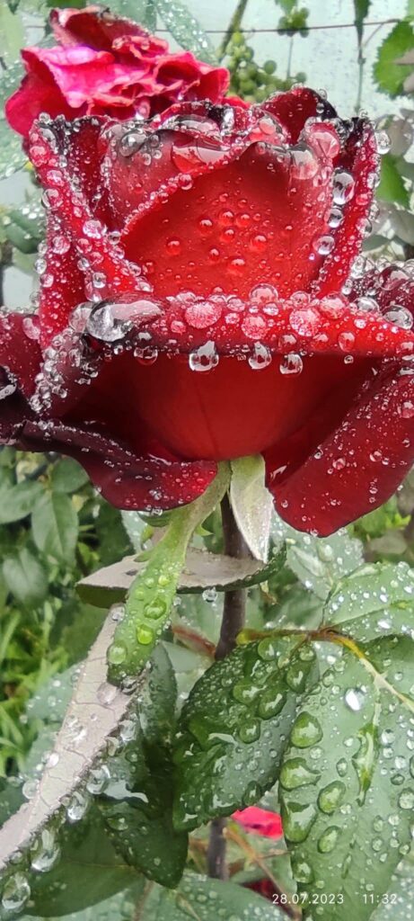 Троянди. Rose.