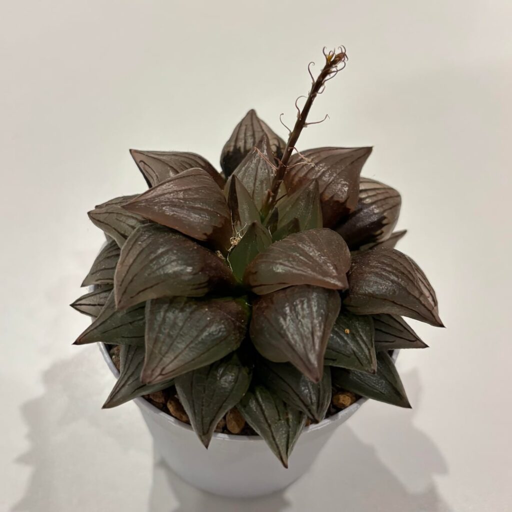 Sterile flower stalk of H. magnifica v. atrofusca mutant
