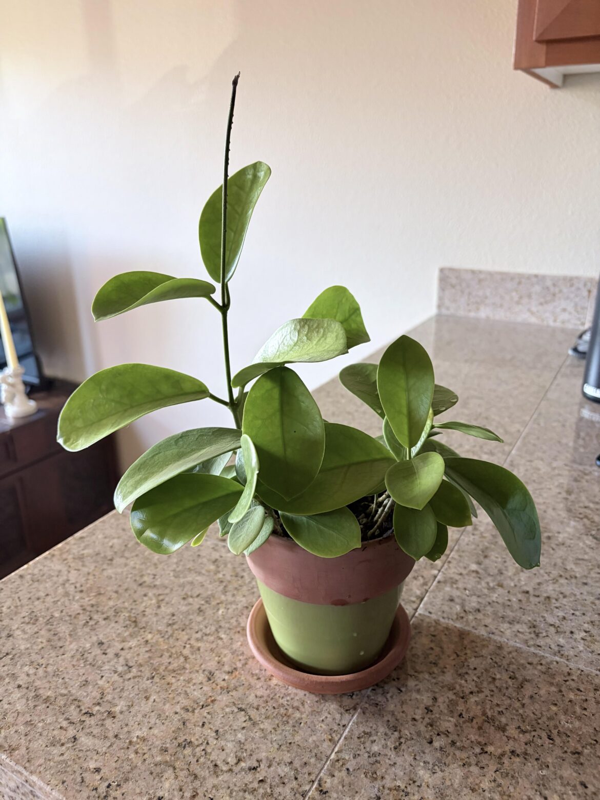 New to owning a hoya New to owning a hoya