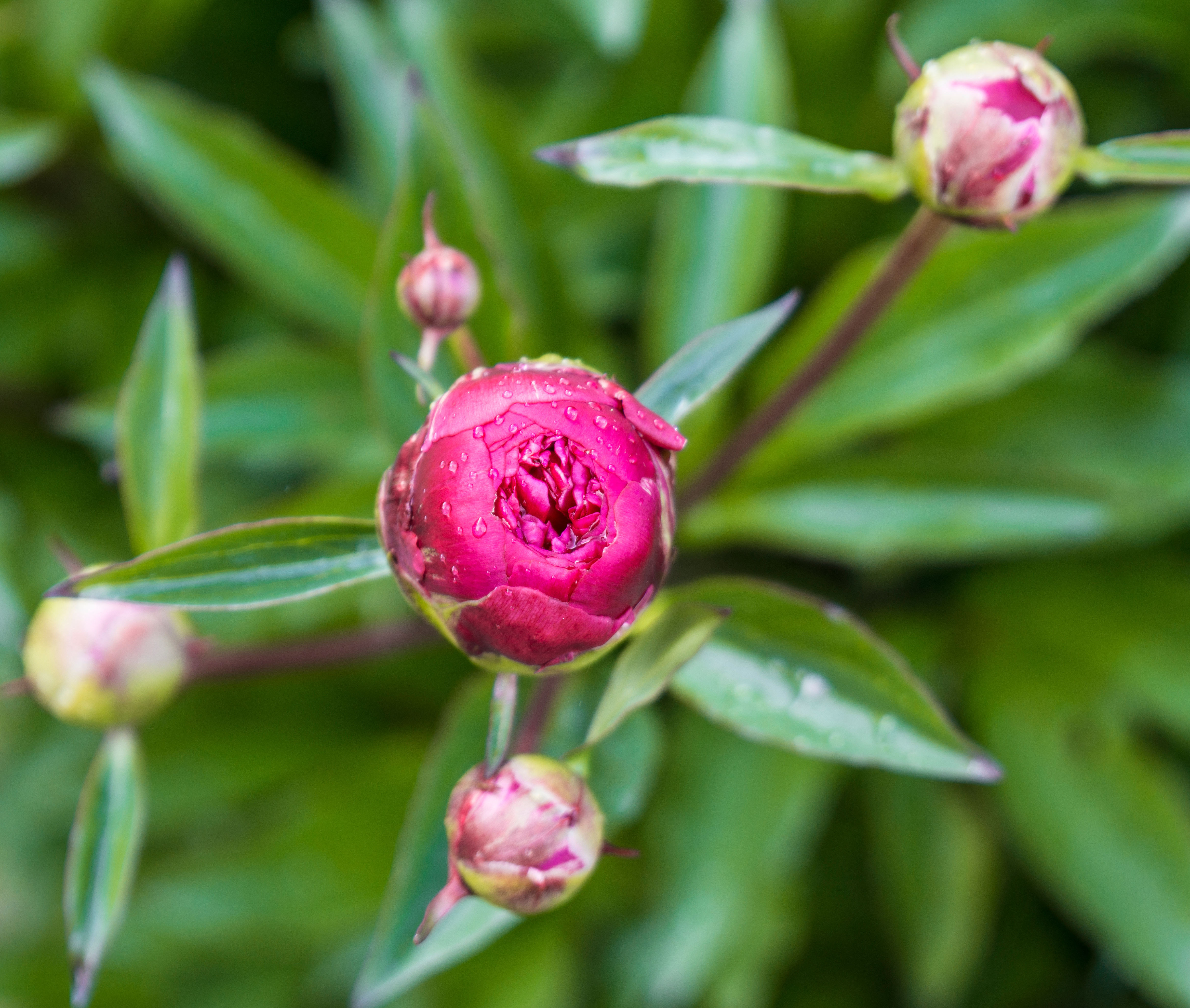 close up of pink peonies in bud