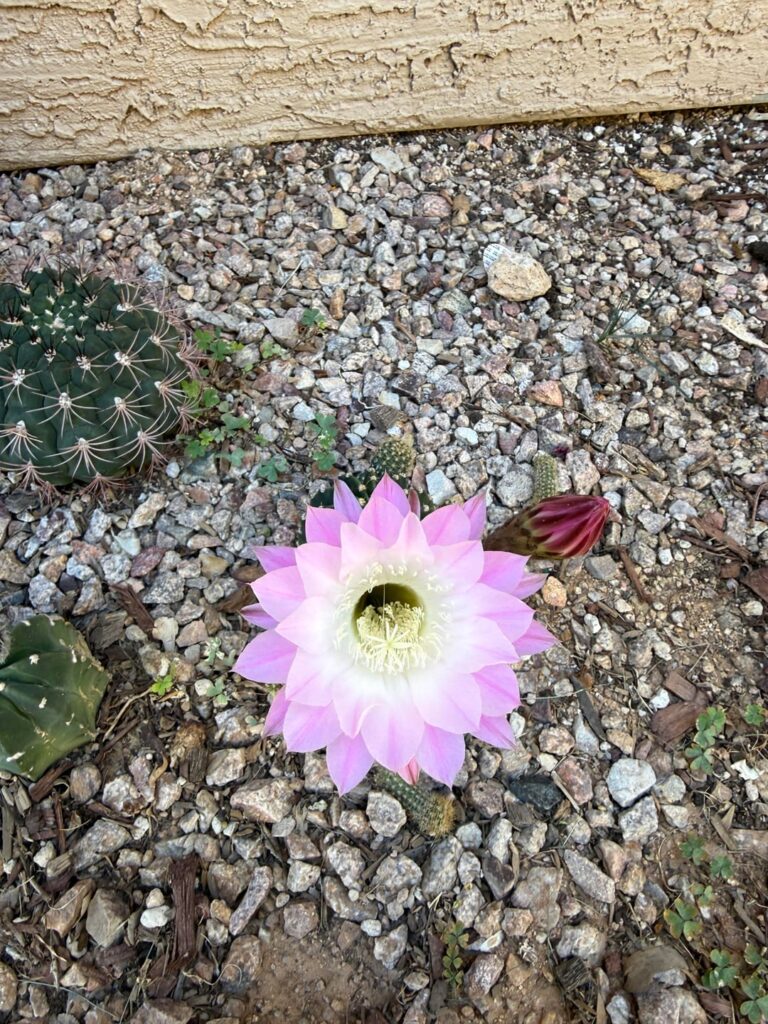 Amazing cactus flower