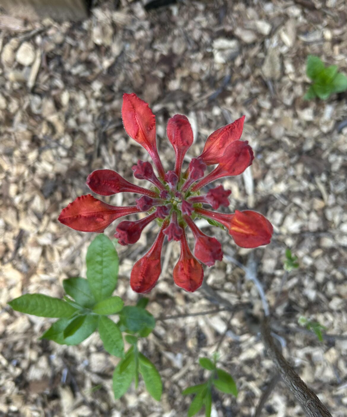 Symmetrical azalea buds