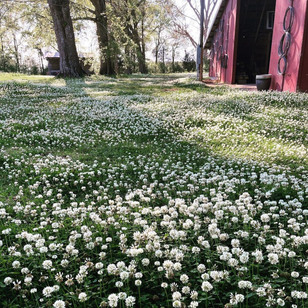 clover lawn in front of barn clover lawn in front of barn