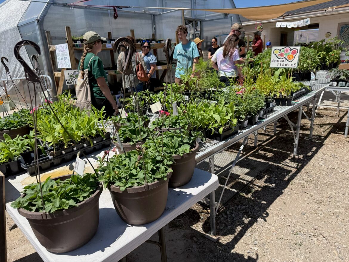 PHOTOS: 18th Mother’s Day Plant Sale brings spring garden bargains to Carson High PHOTOS: 18th Mother's Day Plant Sale brings spring garden bargains to Carson High