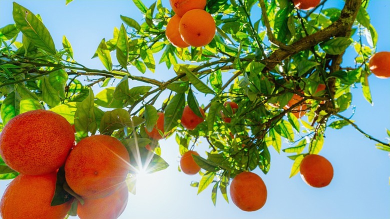 orange fruits hang on tree branches with lush green leaves under a sunny, blue sky