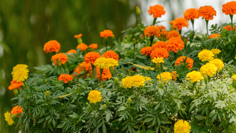 Flowering orange and yellow marigolds.