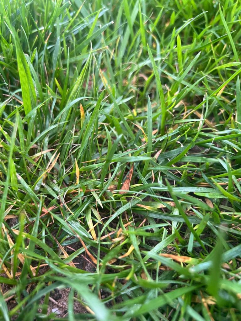 Disease or heat stress and lack of water?