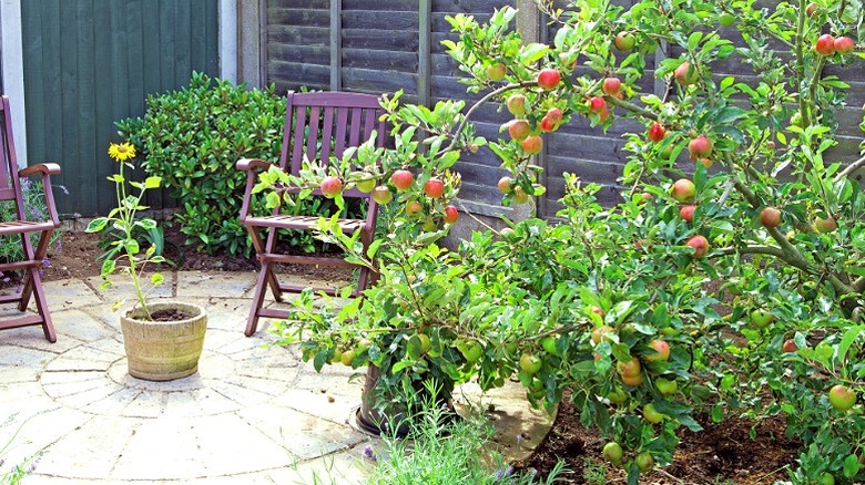 fruit trees in a small back garden