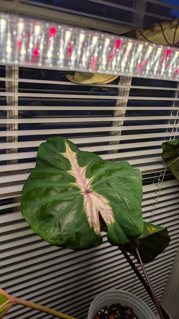 Here's a few of my plants. What do y'all think?