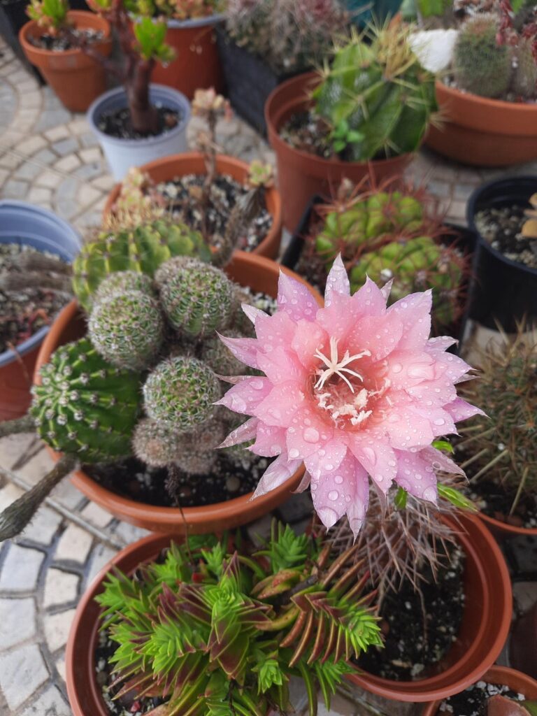 First cactus flowering in a while First cactus flowering in a while