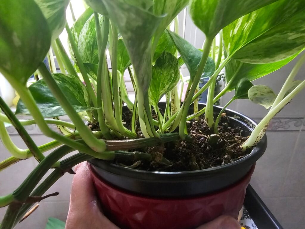 Is it time to repot?
