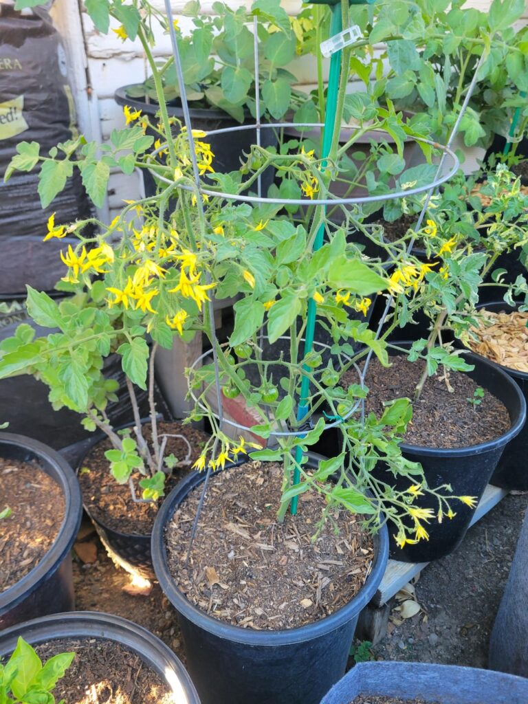 Tomato, alaskas fertilizer Tomato, alaskas fertilizer