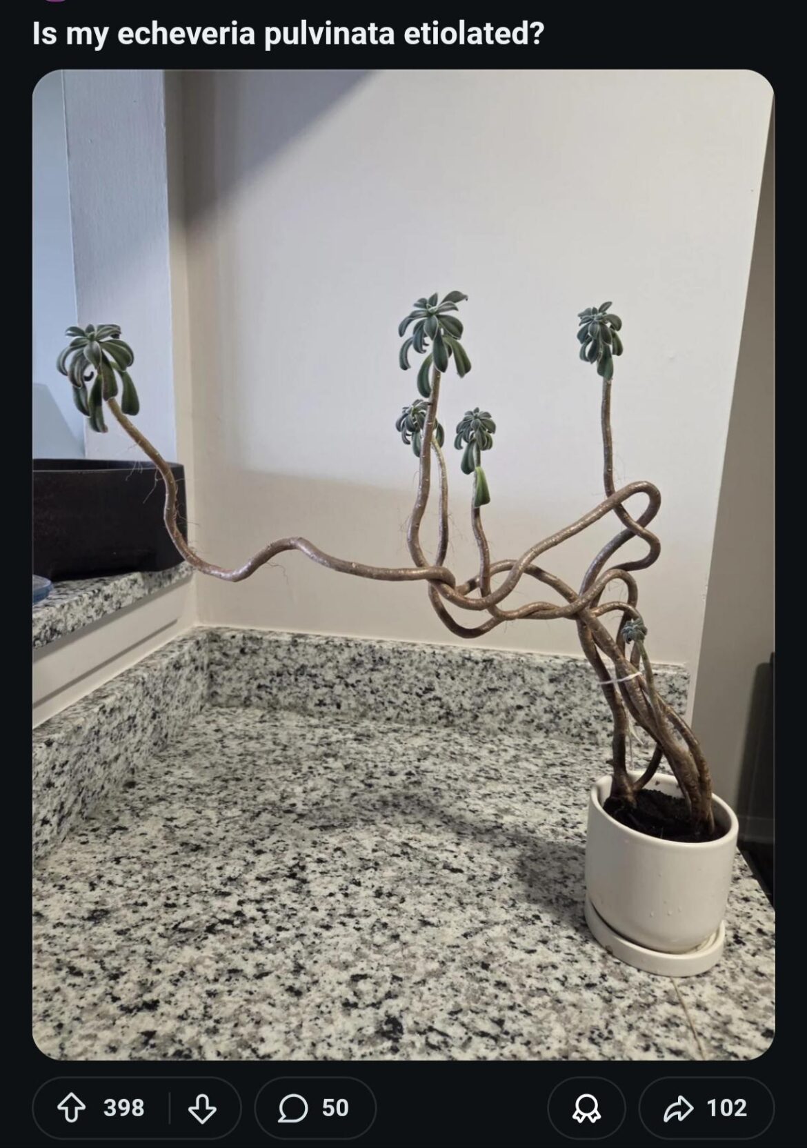Is my echeveria pulvinata etiolated? Or is it now a highly valued abstract snake like mutation?